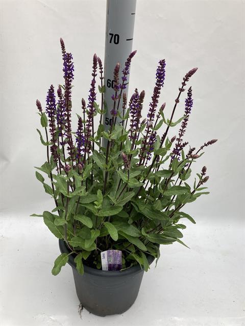 SALVIA NEMOROSA