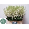 Astilbe Diamant