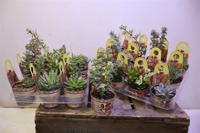 <h4>arr8 Succ Ov</h4>