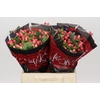 Hypericum Sweet Romance