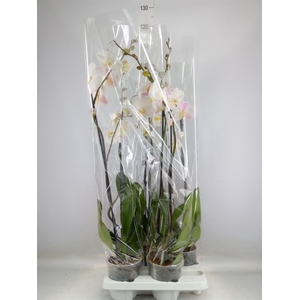 Phalaenopsis   ...white