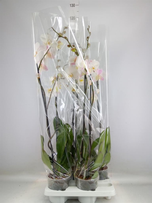 <h4>Phalaenopsis   ...white</h4>