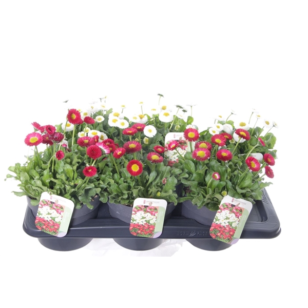 <h4>Bellis mix</h4>