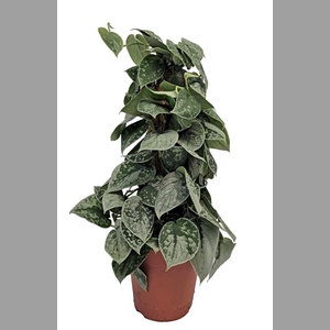 SCIND PICT SILVE ANN