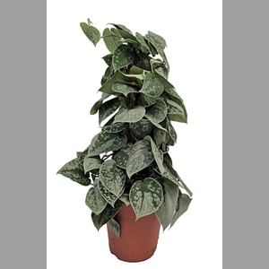 SCIND PICT SILVE ANN