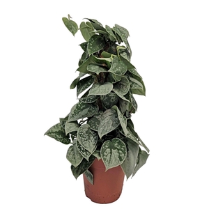 SCIND PICT SILVE ANN