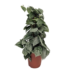 SCIND PICT SILVE ANN