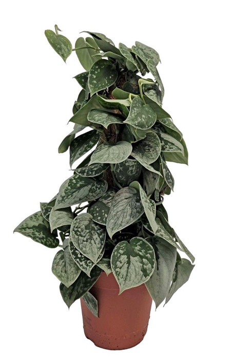 <h4>Scindapsus Silvery Ann Mosstok</h4>