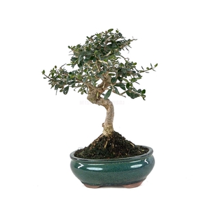 BONSAI GEM