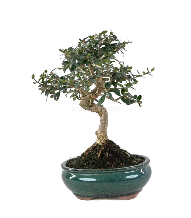 <h4>BONSAI GEM</h4>