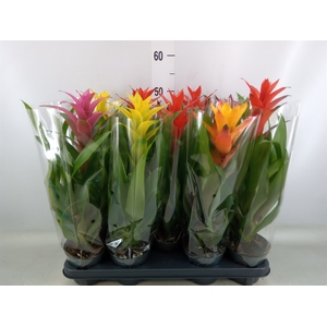 Guzmania   ...mix