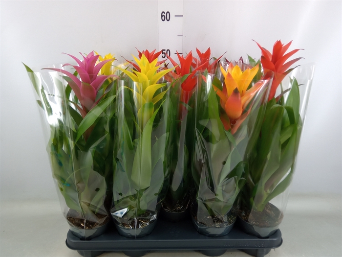 <h4>Guzmania   ...mix</h4>