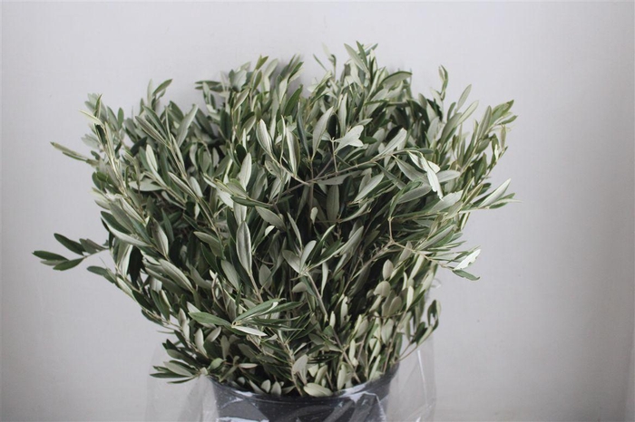 <h4>Olijf 400gr P Bunch</h4>