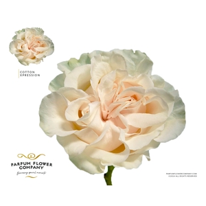 R Gr Garden Cotton Xpression