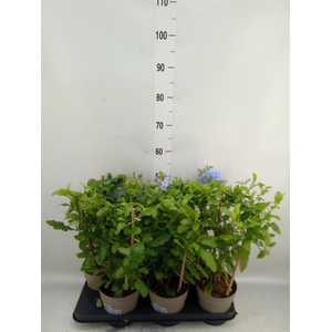 Plumbago auriculata