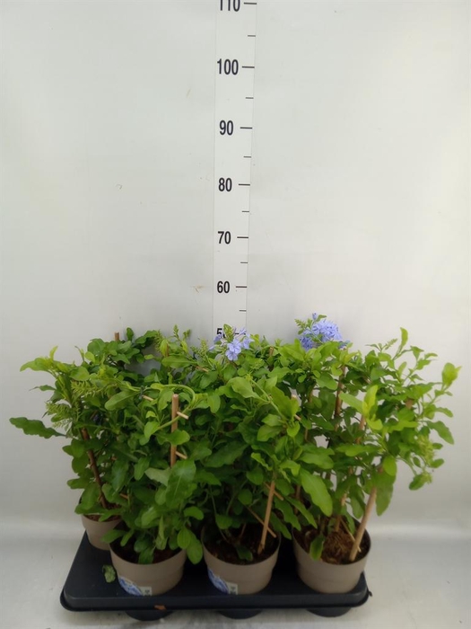<h4>Plumbago auriculata</h4>