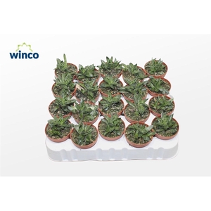 Gasteria Liliputana Bicolor