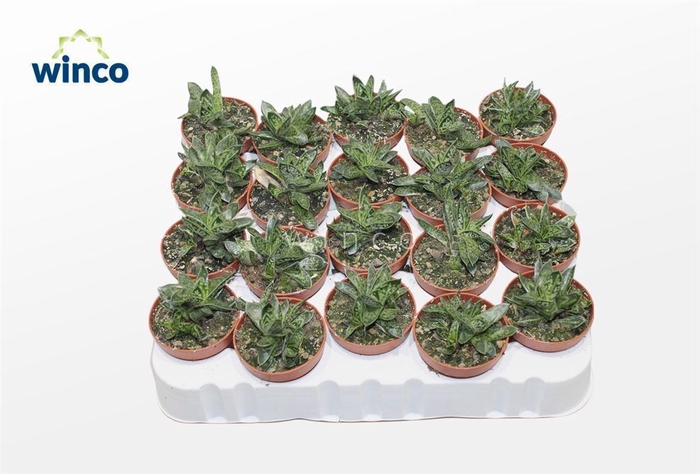 <h4>Gasteria Liliputana Bicolor</h4>