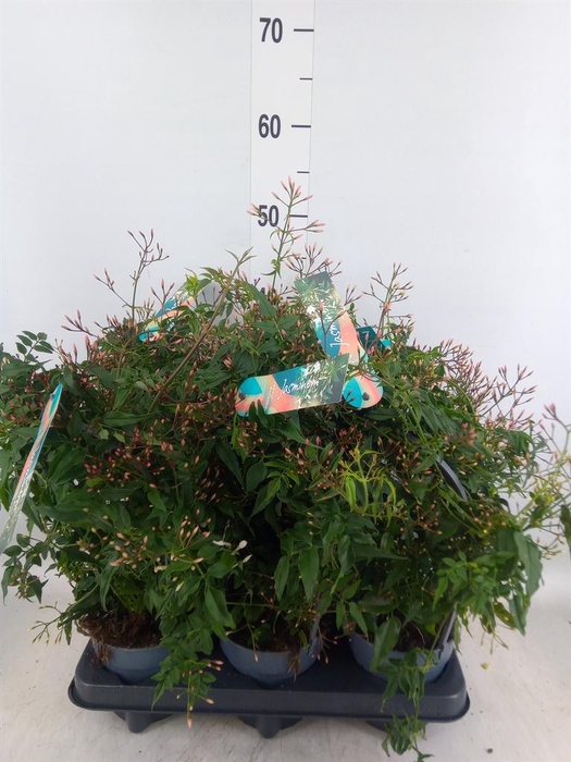 <h4>Jasminum polyanthum</h4>