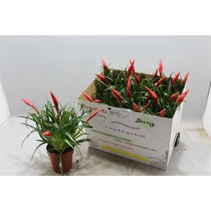 Vriesea Astrid 12Ø 35cm