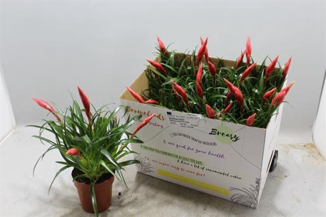 Vriesea Astrid 12Ø 35cm