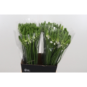 Ornithogalum Thyrsoides