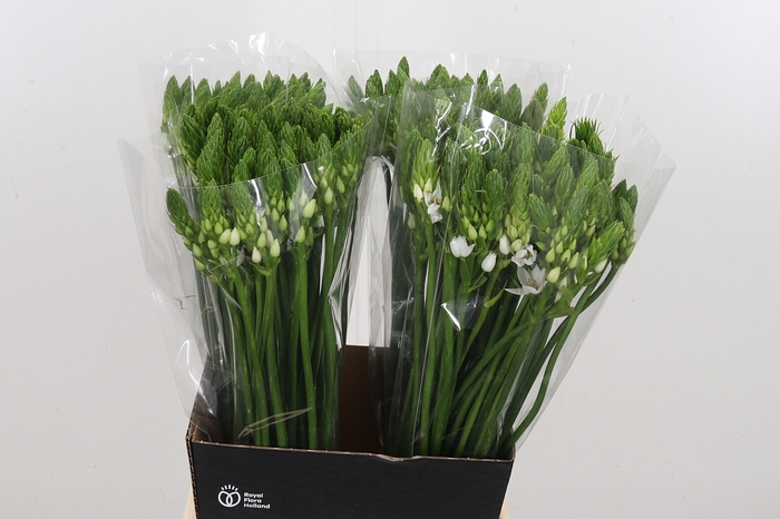 <h4>Ornithogalum Thyrsoides</h4>
