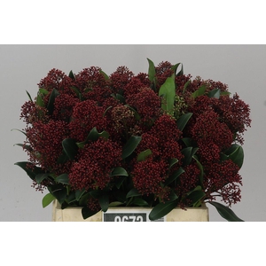 Skimmia J Rubella Red
