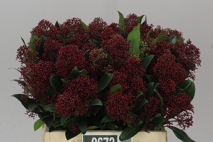 <h4>Skimmia J Rubella Red</h4>