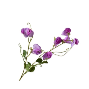 Lathyrus 61cm paars rt 36/ds