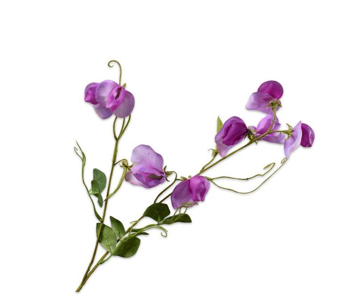 <h4>Lathyrus 61cm paars rt 36/ds</h4>