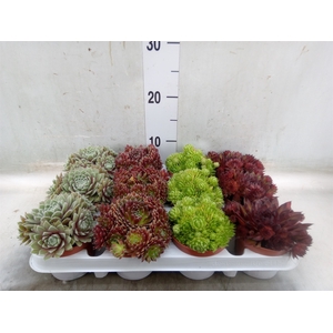 Sempervivum   ...