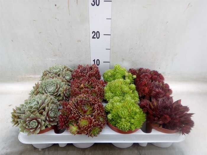 <h4>Sempervivum   ...</h4>