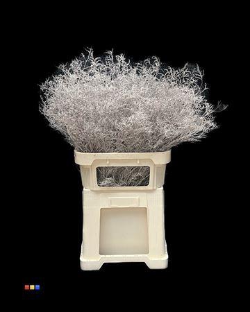 <h4>Limonium Platina</h4>