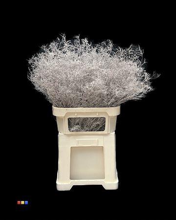 <h4>Limonium Platina</h4>