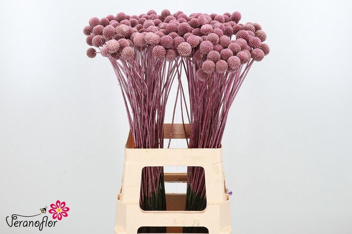 <h4>CRAS KLB H%</h4>