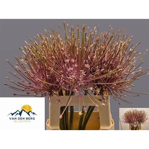 ALLIUM SCHUBERTII