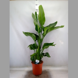 Strelitzia nicolai