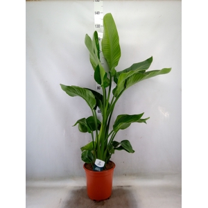 Strelitzia nicolai