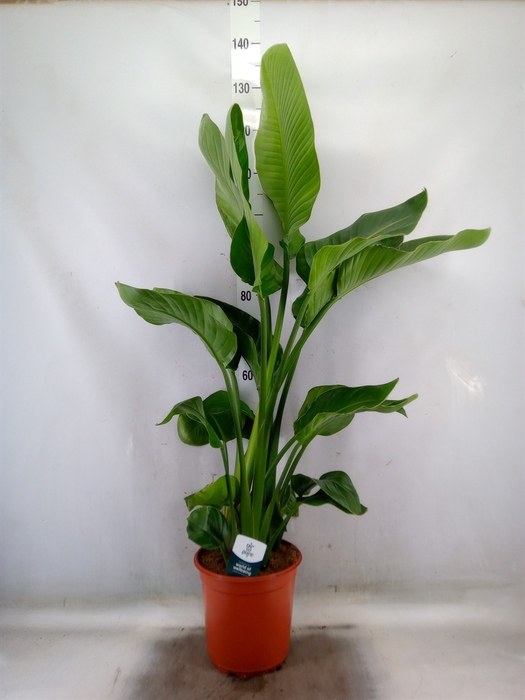 <h4>Strelitzia nicolai</h4>