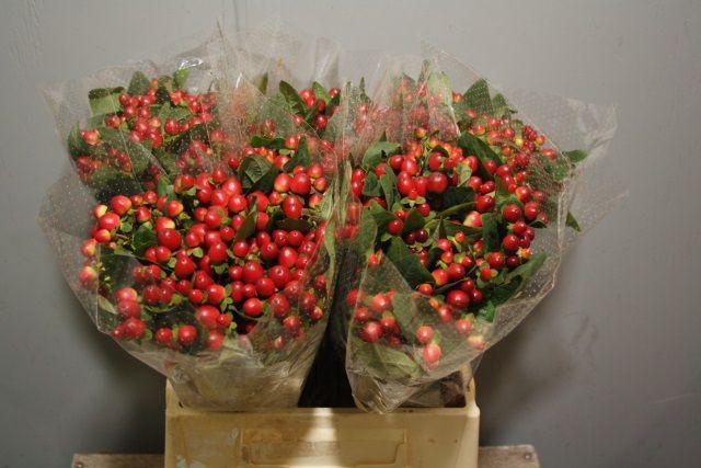 <h4>HYP MAG LIGHTNING</h4>