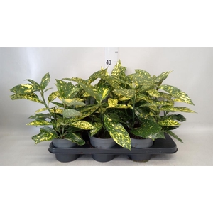 Aucuba japonica 'Variegata'