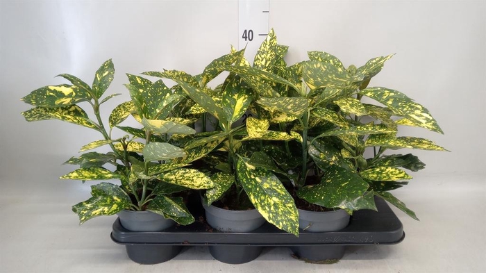 <h4>Aucuba japonica 'Variegata'</h4>