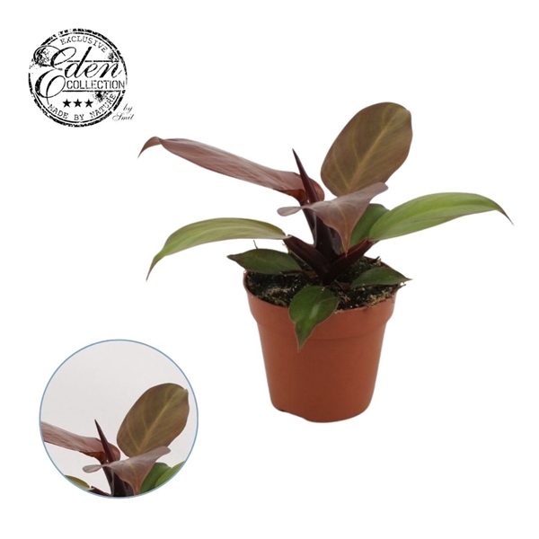 <h4>Philodendron Cherry Red 12cm</h4>