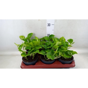 Epipremnum pinn. 'Global Green'