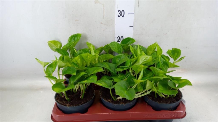 <h4>Epipremnum pinn. 'Global Green'</h4>