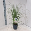 Cortaderia selloana