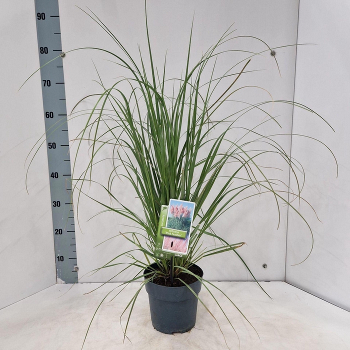 <h4>Cortaderia selloana</h4>