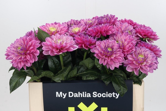 <h4>Dahlia Annamarie</h4>