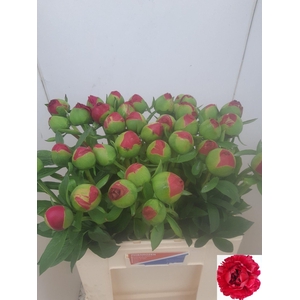 PAEO COM PERFORMANCE